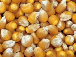 Grano Maiz Quebrado